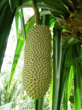 Image of Pandanus simplex Merr.