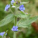 Image de Pentaglottis sempervirens (L.) L. H. Bailey