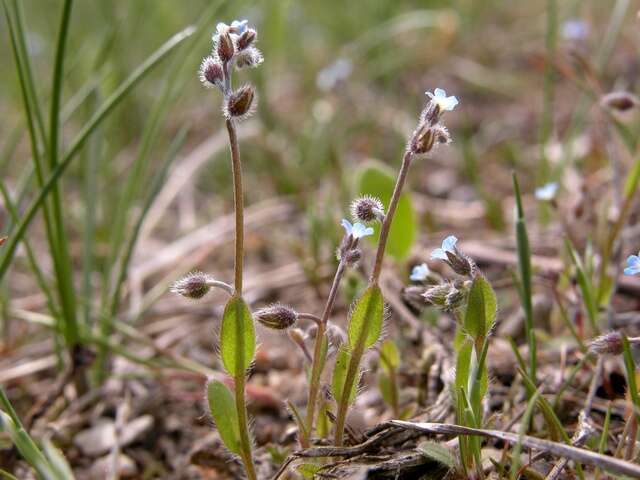 Image of forget-me-not