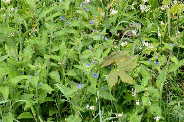 Image of pentaglottis