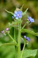 Image of pentaglottis