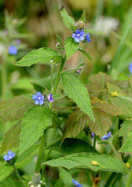 Image of pentaglottis