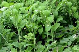 Image of Solomon's Seal