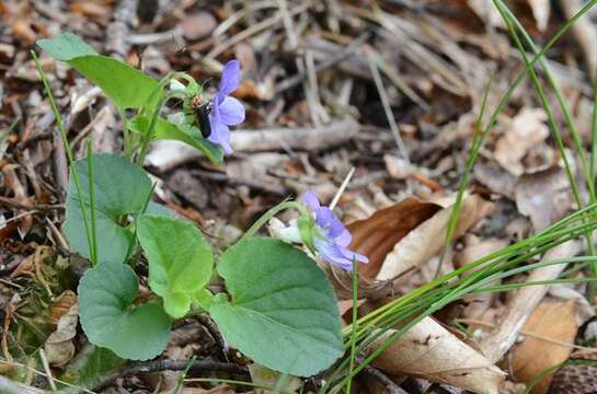 Image of violet