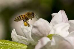 Image of honey bees