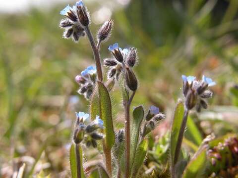 Image of forget-me-not