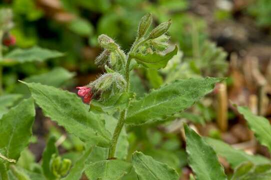 Plancia ëd Pulmonaria rubra Schott