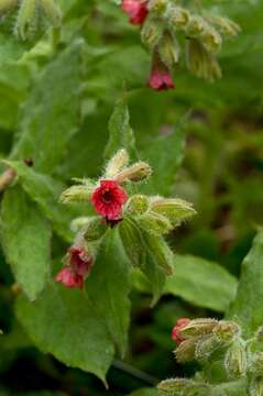 Plancia ëd Pulmonaria rubra Schott