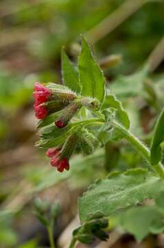 Plancia ëd Pulmonaria rubra Schott