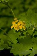 Image of celandine