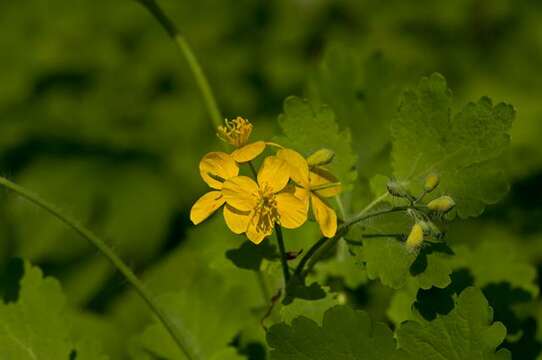 Chelidonium resmi