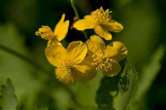 Chelidonium resmi