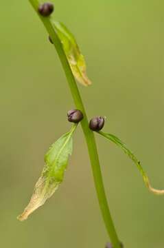 Image of bittercress