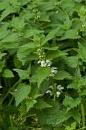 Image of deadnettle