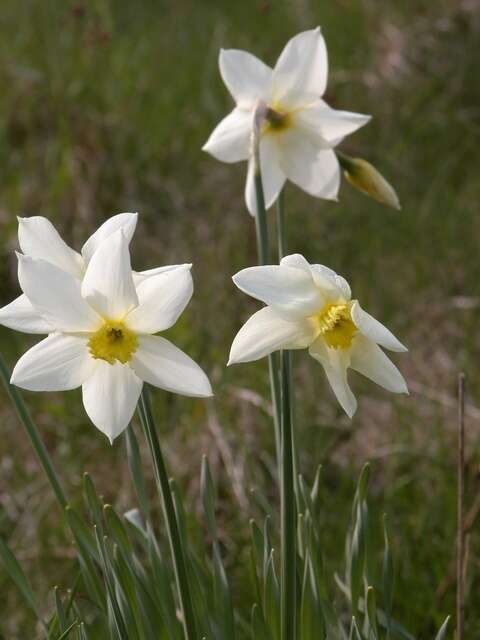 Imagem de Narcissus poeticus L.