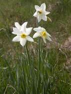 Imagem de Narcissus poeticus L.