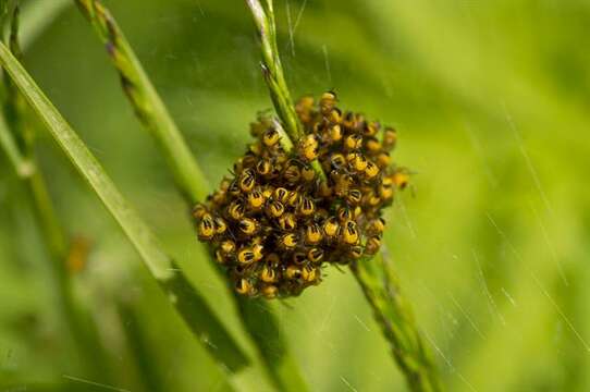 Image of Araneus