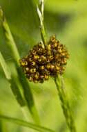 Image of Araneus