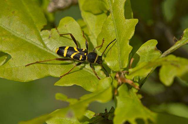 Image of Clytus