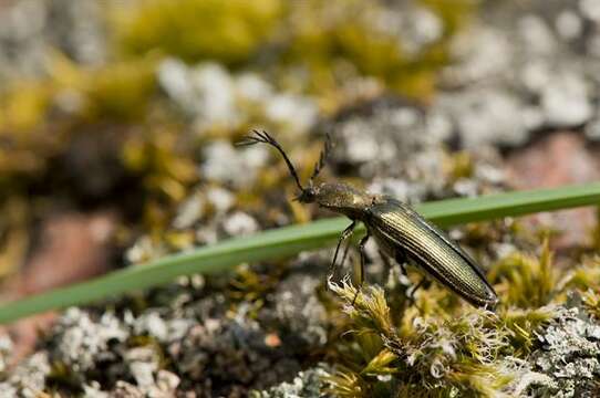 Слика од <i>Ctenicera pectinicornis</i>