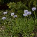 Imagem de Globularia vulgaris L.