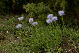 Image of Globularia