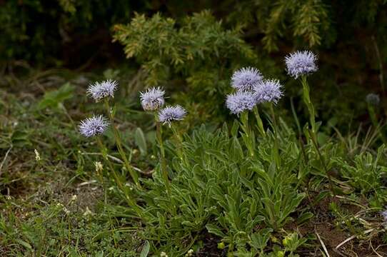 Image of Globe Daisies