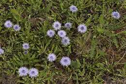 Image of Globularia