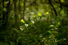 Слика од Polygonatum