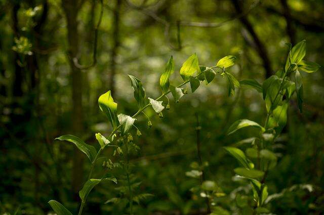 Image of Solomon's Seal