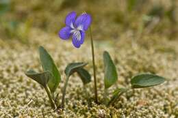 Image of dog violet