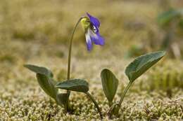 Image of dog violet