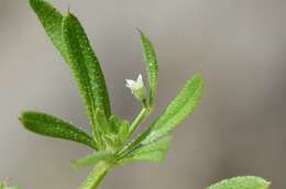 Image of bedstraw