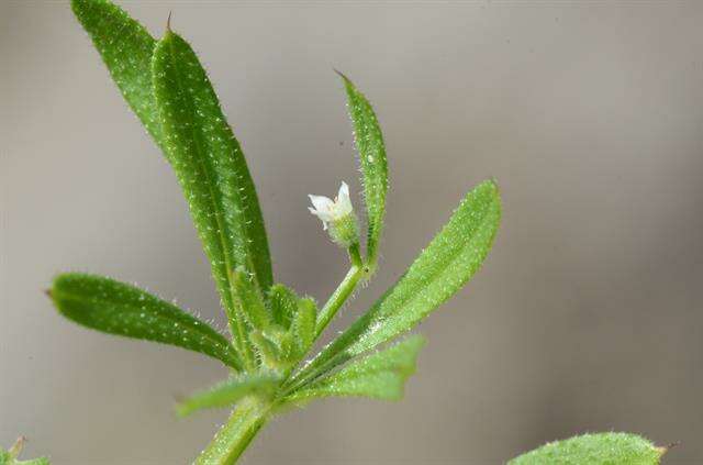 Image of bedstraw