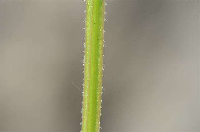 Image of bedstraw