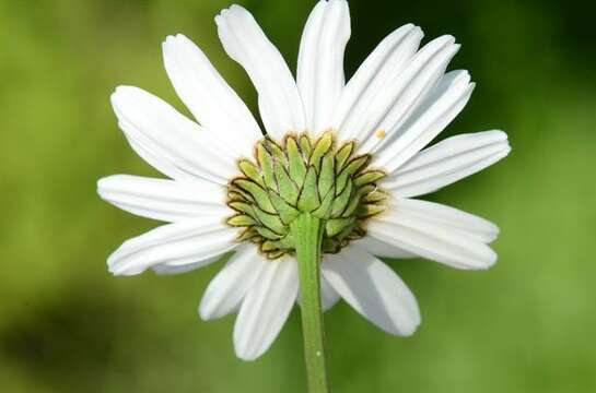 Image of daisy