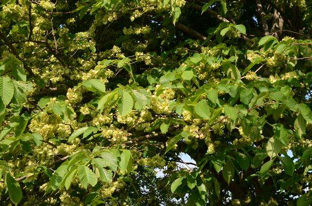 Imagem de Ulmaceae