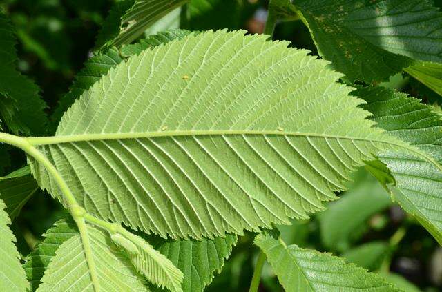 Imagem de Ulmaceae