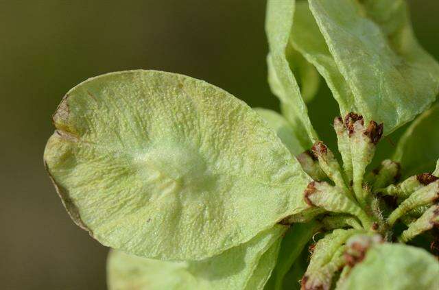 Imagem de Ulmaceae