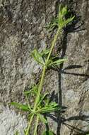 Image of bedstraw