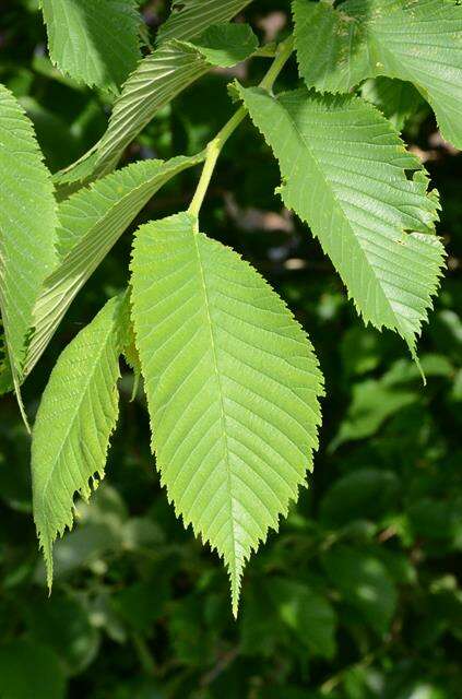 Imagem de Ulmaceae