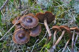 Plancia ëd <i>Cortinarius fusisporus</i>