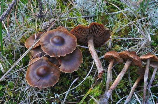 Plancia ëd <i>Cortinarius fusisporus</i>