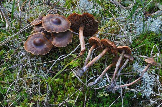 Plancia ëd <i>Cortinarius fusisporus</i>