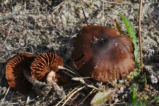 Image of Cortinarius decipiens (Pers.) Fr. 1838