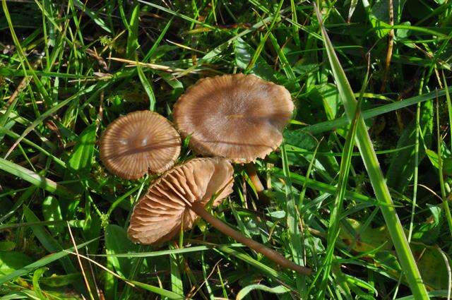 Image of Entoloma clandestinum (Fr.) Noordel. 1980