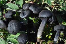 Image of Entoloma serrulatum (Fr.) Hesler 1967