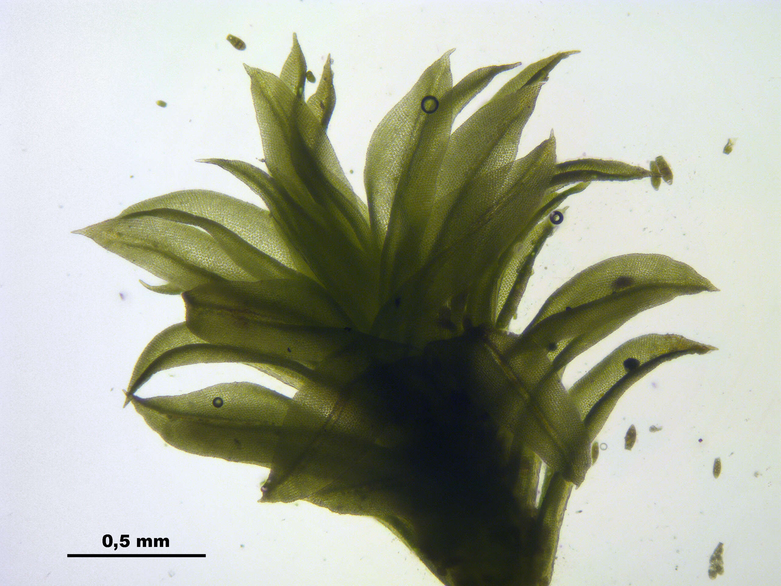 Image of zygodon moss