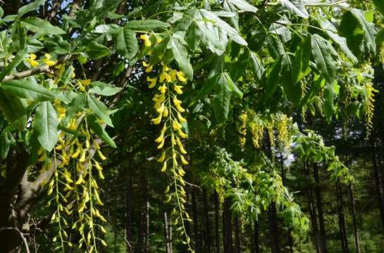 Image of Goldenchain Tree