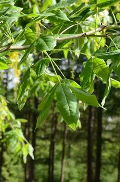 Image of Goldenchain Tree